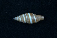 藏品(黑筆螺)的圖片